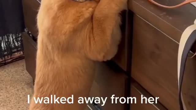 Dog Eating Potato Chips ASMR - Pringles Potato Crisps Pizza - Mini Schnauzer Eats Potato Chips