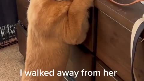 Dog Eating Potato Chips ASMR - Pringles Potato Crisps Pizza - Mini Schnauzer Eats Potato Chips