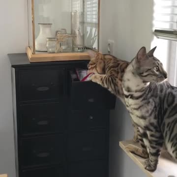Bengal Cat Smartly Opens Drawer To Fetch Treats