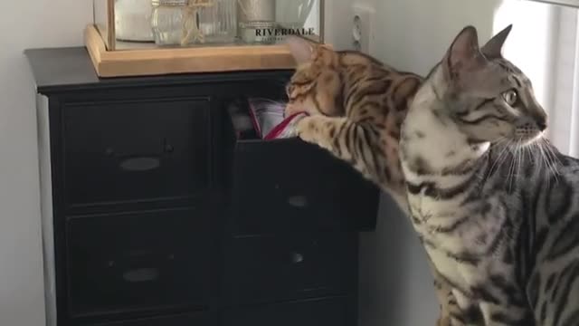 Bengal Cat Smartly Opens Drawer To Fetch Treats