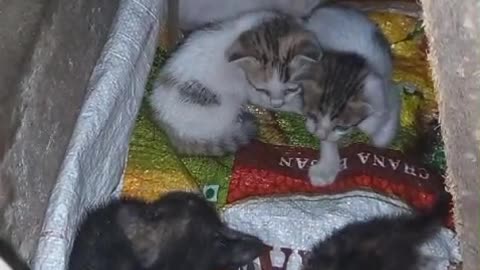 5 kittens dumped at garbage pit as Andheri East #cat #dog #catlover #doglover #animals #pets