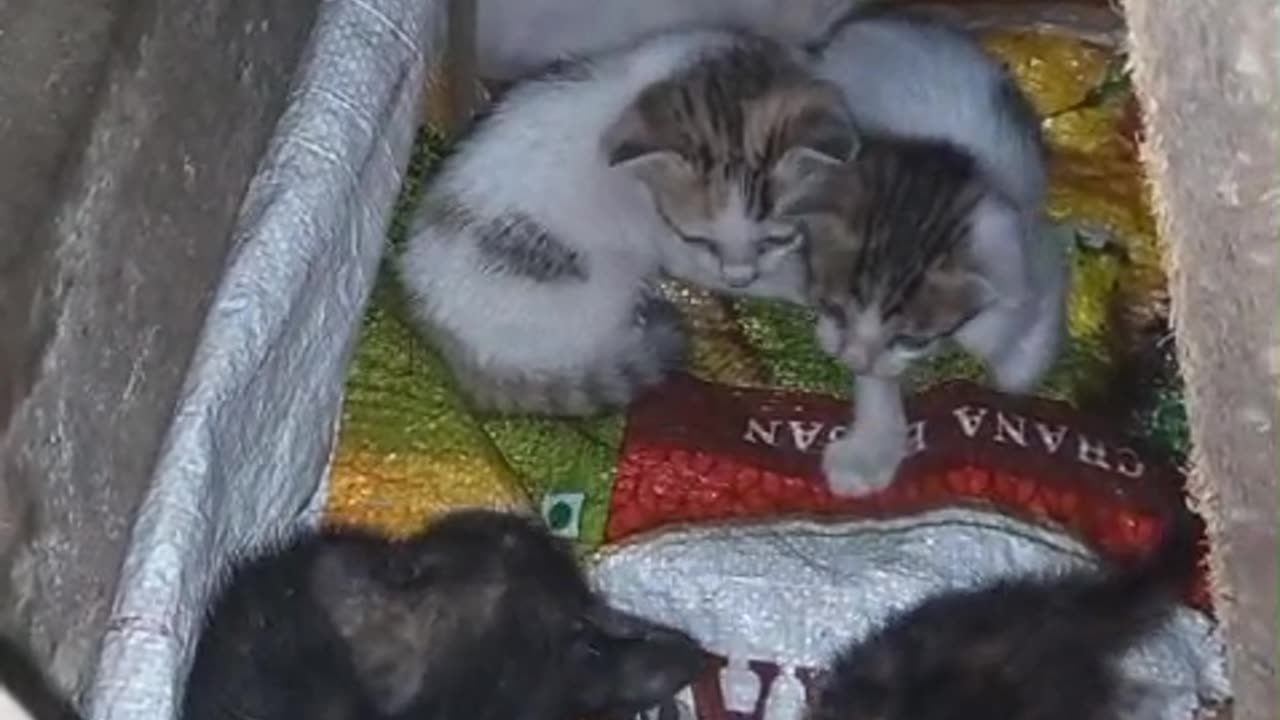 5 kittens dumped at garbage pit as Andheri East #cat #dog #catlover #doglover #animals #pets