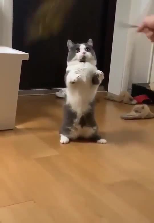 The cat when you surprise her with the helicopter