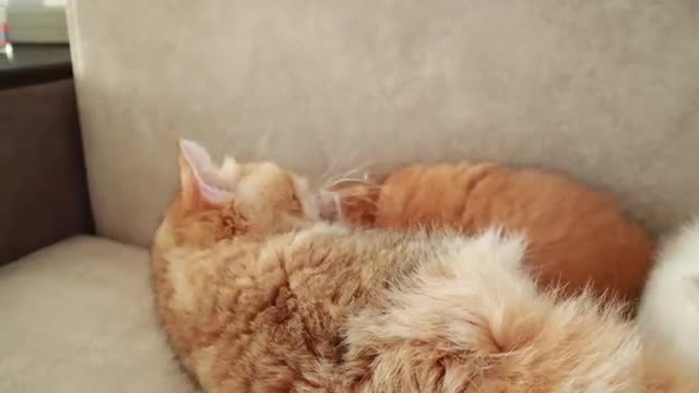 Mom Cat playing and talking to her Cute Meowing baby Kittens