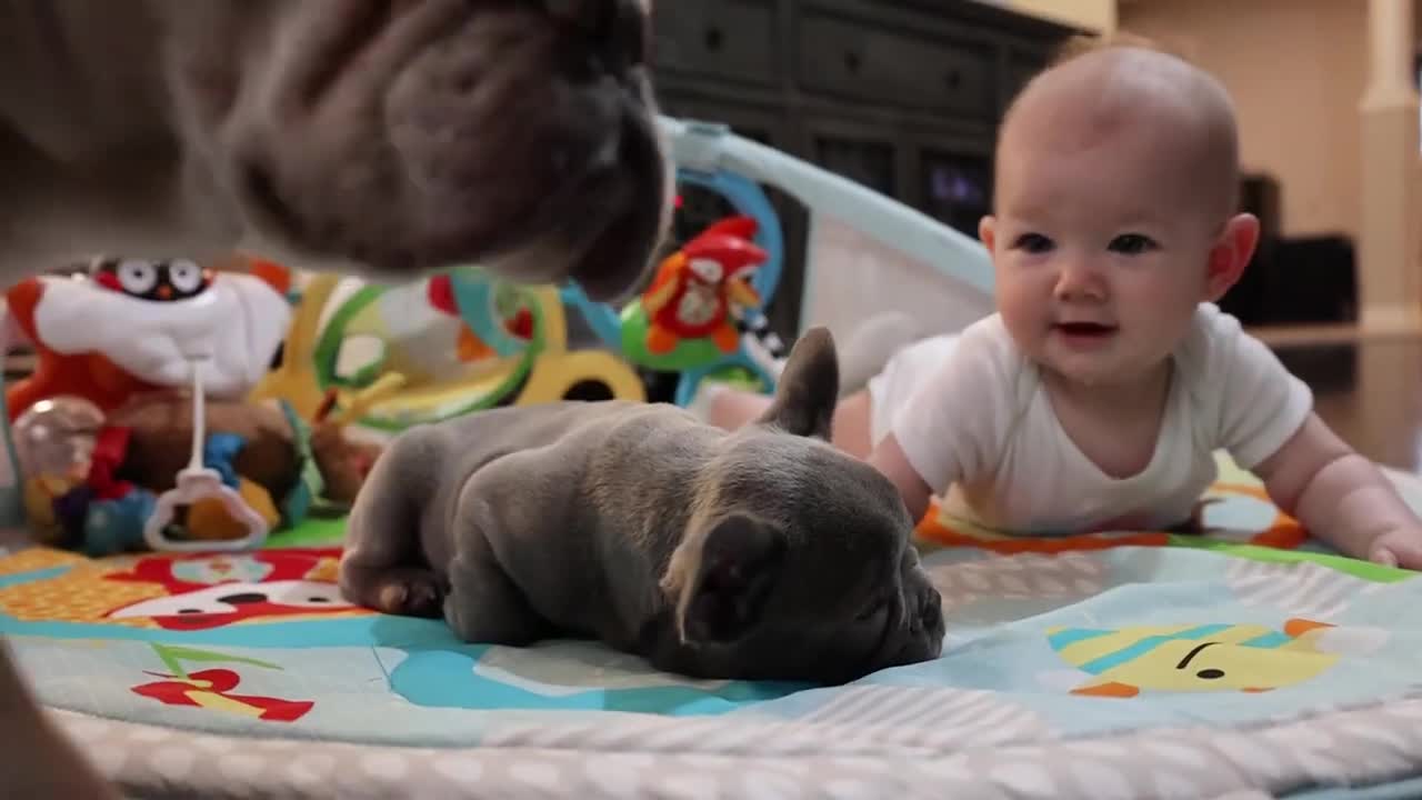 Baby and Bulldog puppy are instant besties and it's absolutely adorable