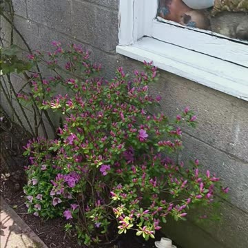 Azaleas and hydrangeas