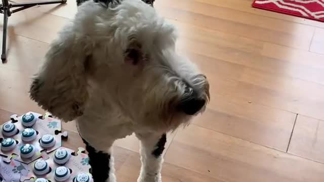 Dogs are so smart, so good