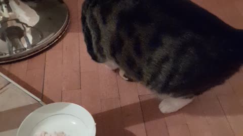 hungry cat