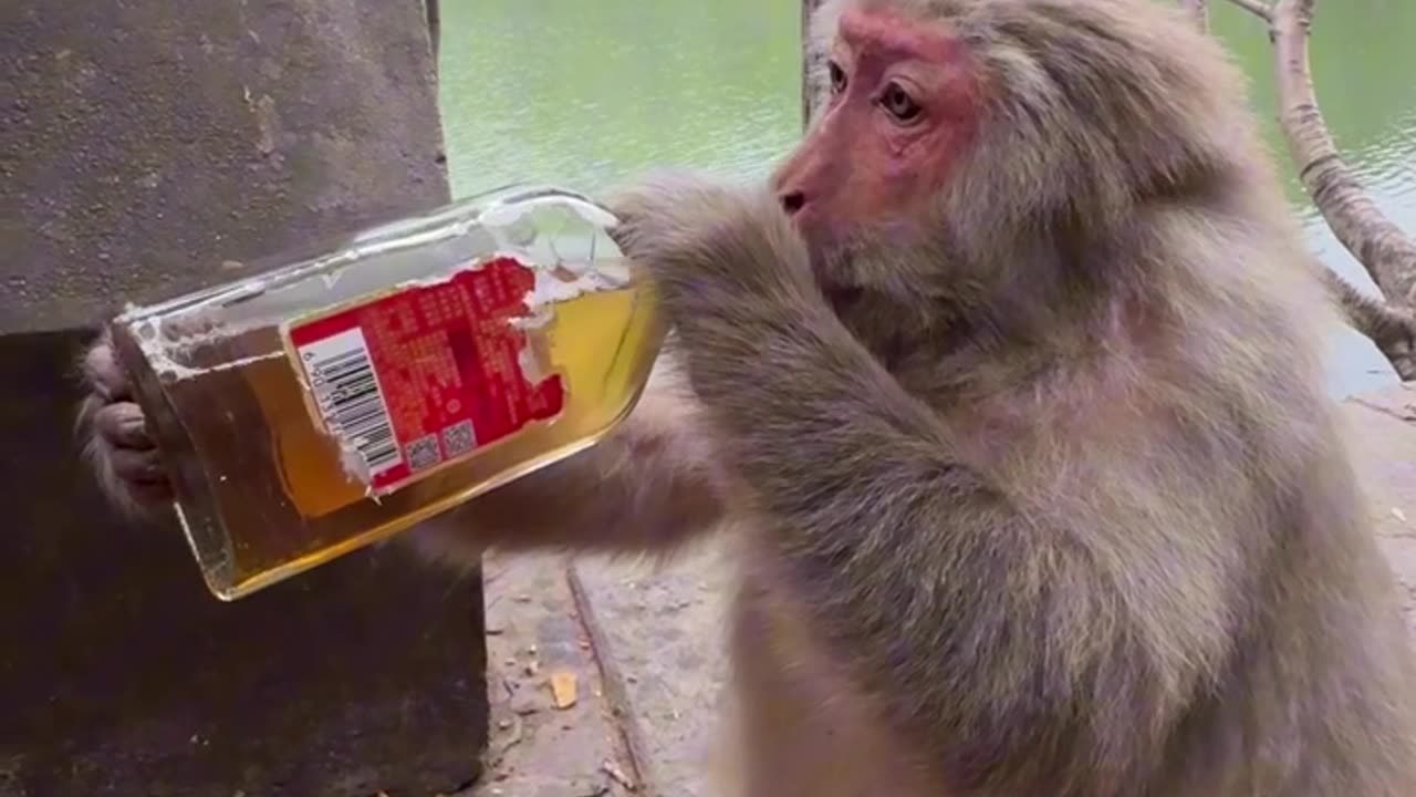 😂😂😂Monkey is drinking wine