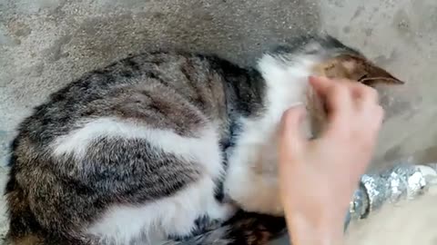 Cute cats eating food. My beautiful and sweet cats.