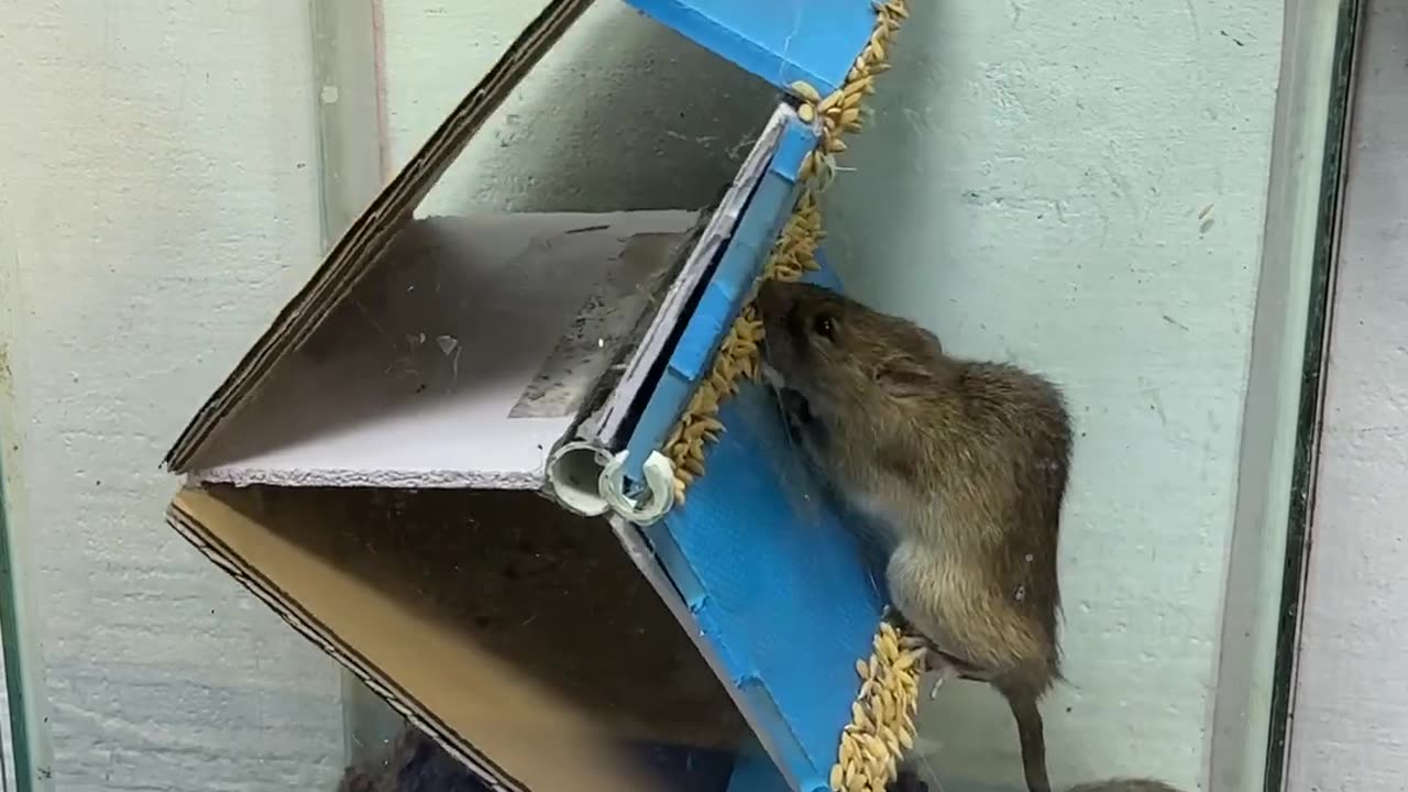 Best mouse trap idea-- good rat trap at home 2024 #rattrap #rat #mousetrap