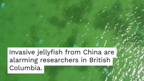 Mysterious Clones: Invasive Jellyfish From China Alarm British Columbia Researchers