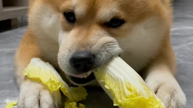 Do you think a dog that only eats cabbage is cute
