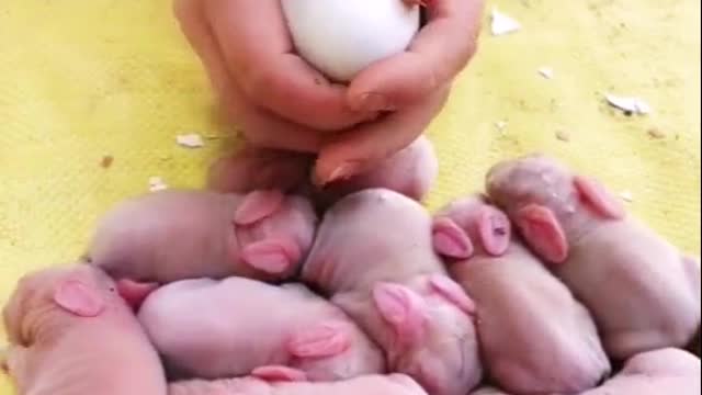 Is That Rabbit Babies ? - Oh So Cute