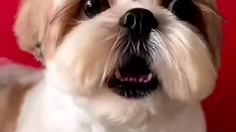 shihtzu Dog Barking- ShihTzu barking #dogs #shihtzupuppies #cat #cute