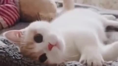 Cute Cats and funny Animals Videos