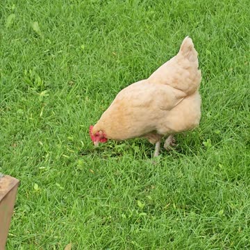 OMC! Green grass and sunshine for this sweet little chicken!😊💖🐔#green #grass #chicken #hen #shorts