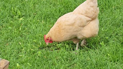 OMC! Green grass and sunshine for this sweet little chicken!😊💖🐔#green #grass #chicken #hen #shorts