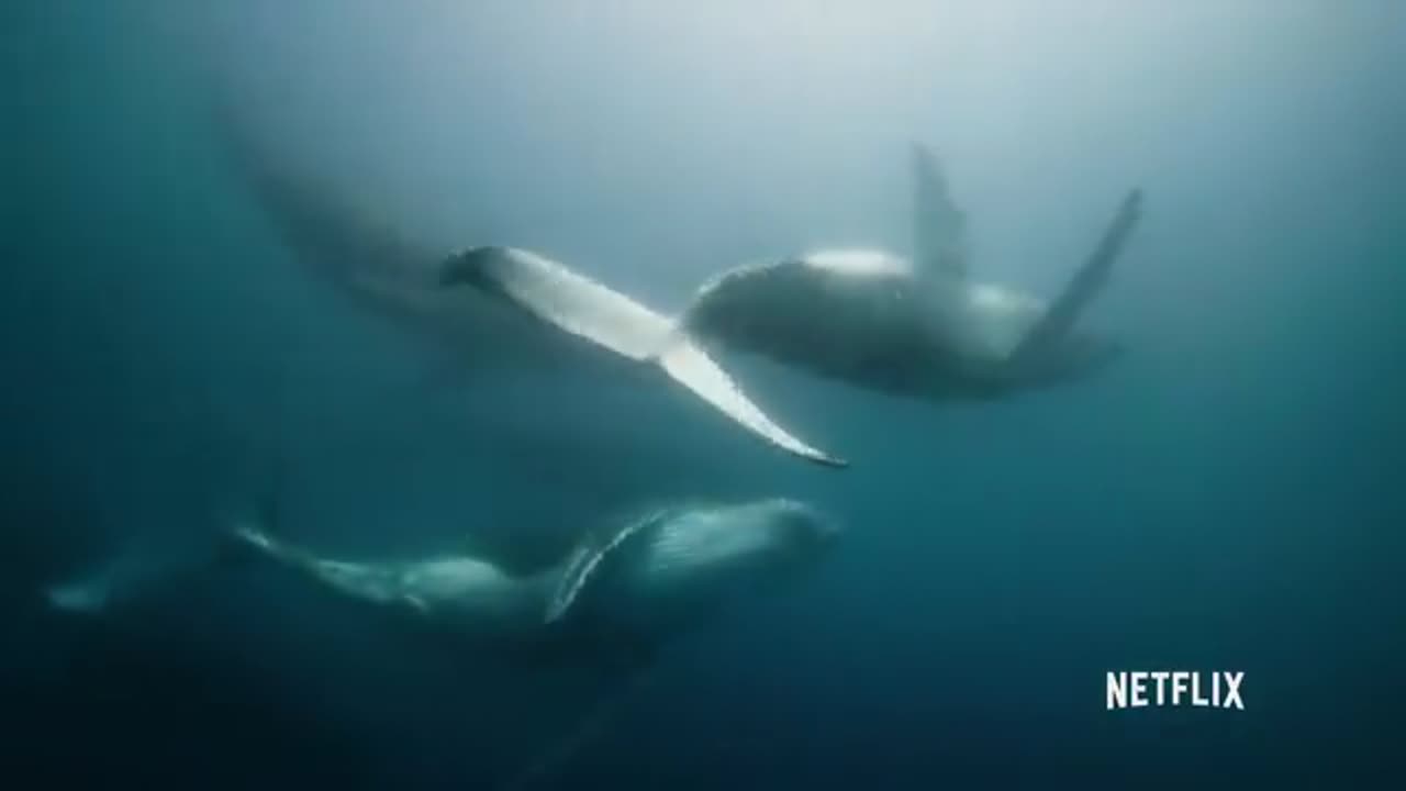WHALES AND WHALES