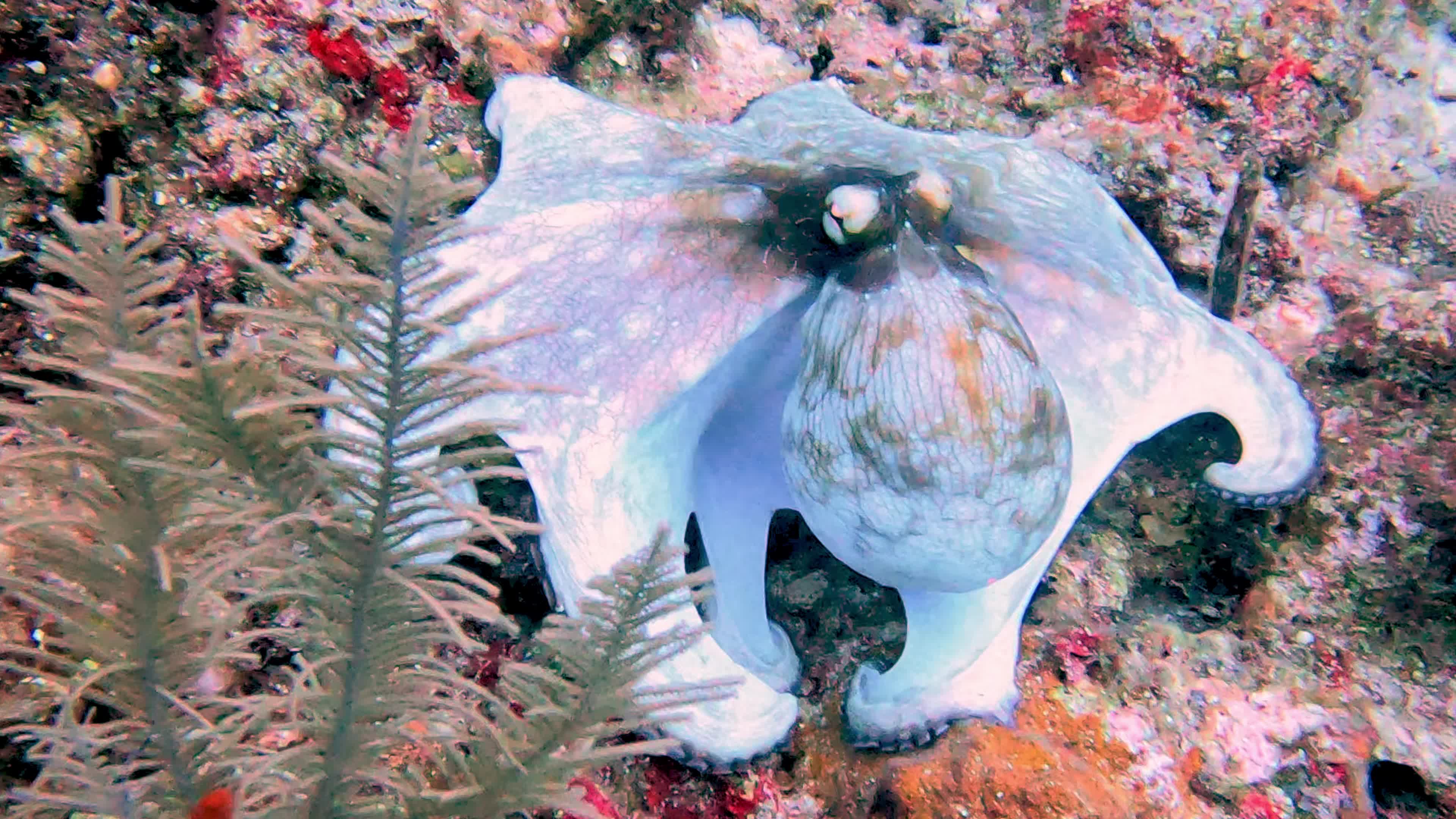 Octopus Video Octopus hunting is truly a super predator on the reef