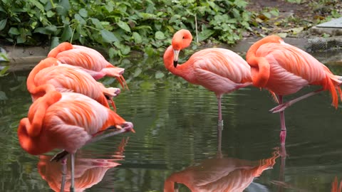 Wildlife's & Funs