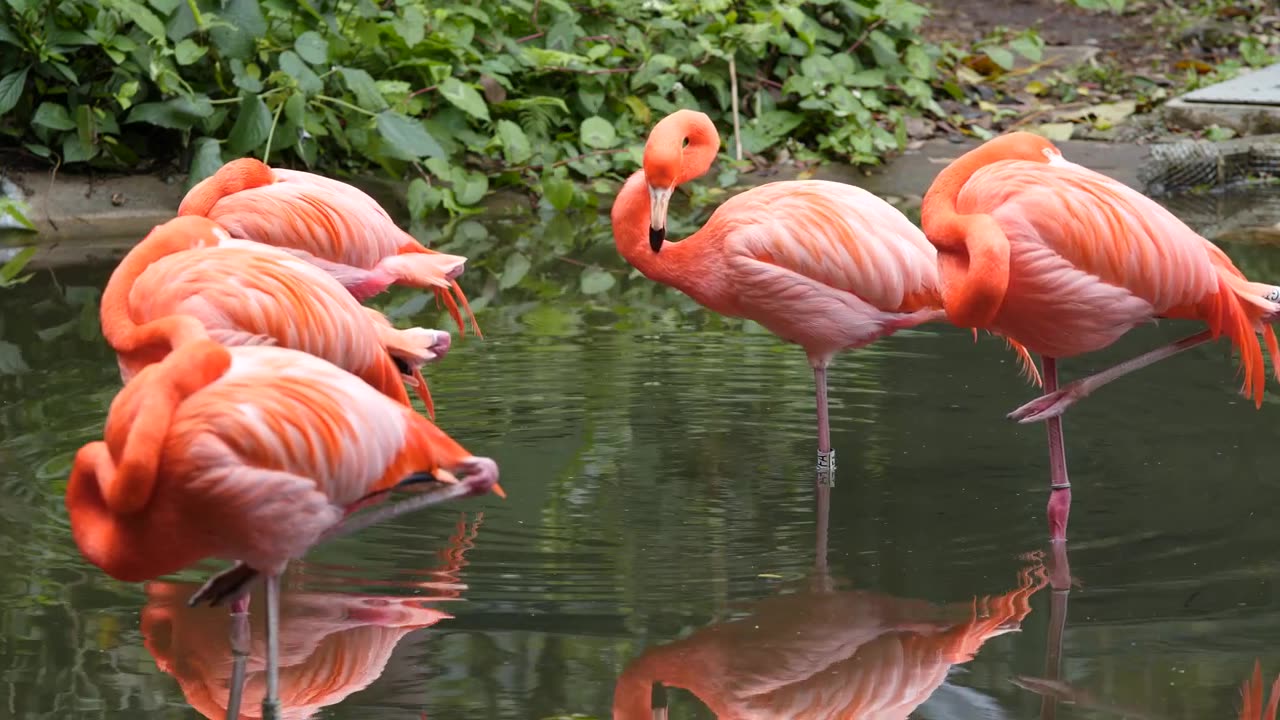 Wildlife's & Funs