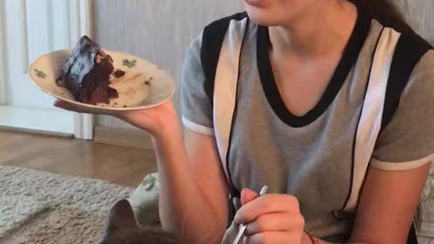 CAT EATS THE CAKE WITH A SPOON