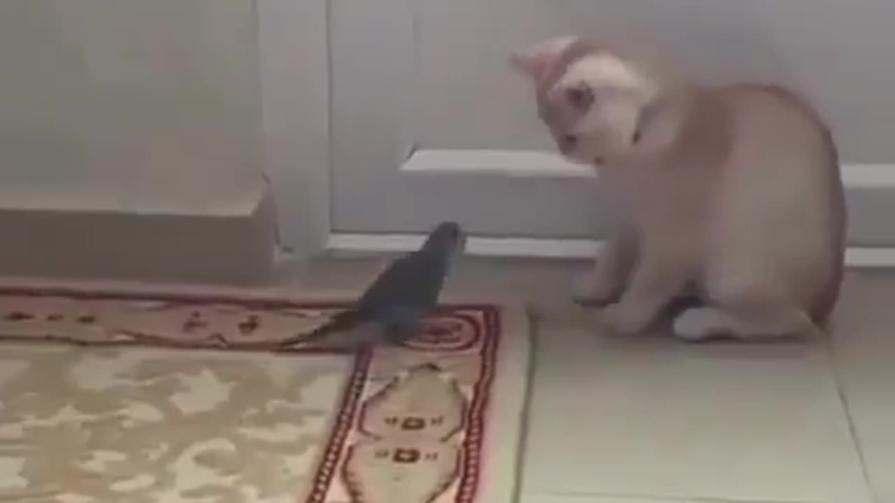 cat and bird playing