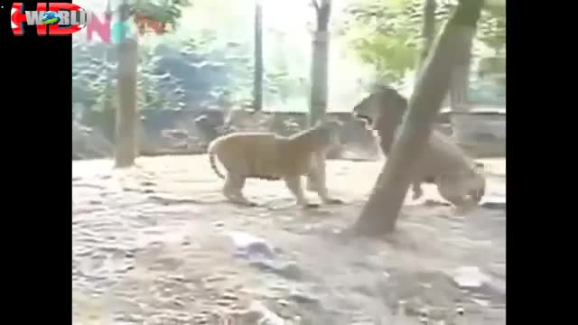 biggest wild animal fights Best animals fights with wild animals lion tiger bear attack