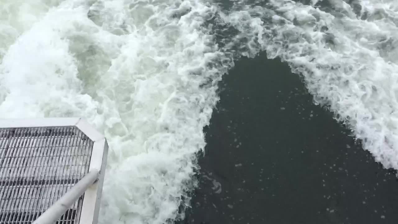 Playful dolphin swims in boat's wake