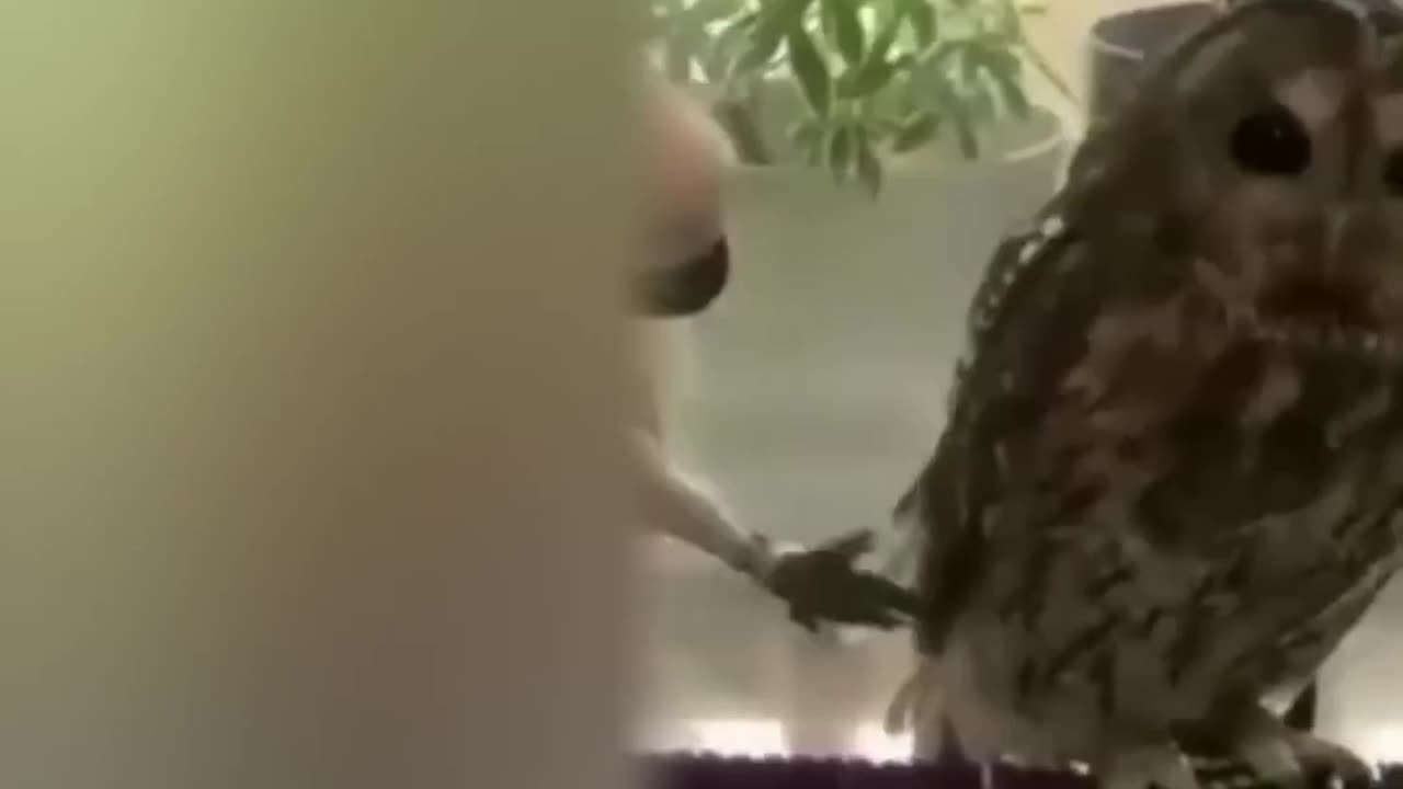 Funny animal video