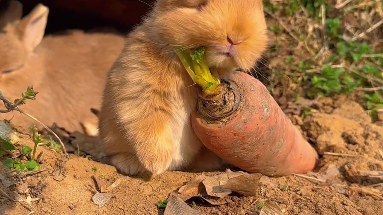 #cute #rabbit ❤