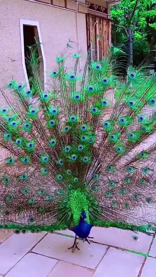 peacock dance part 9