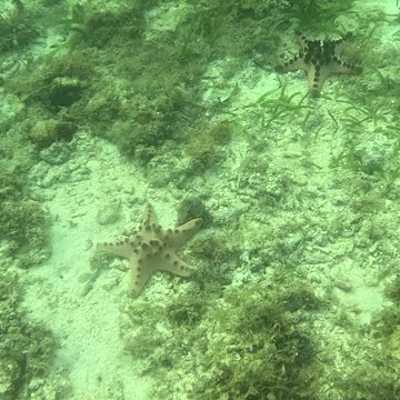 Snorkeling Adventures Philippines. Wow, so many starfish as you approach the coral reef
