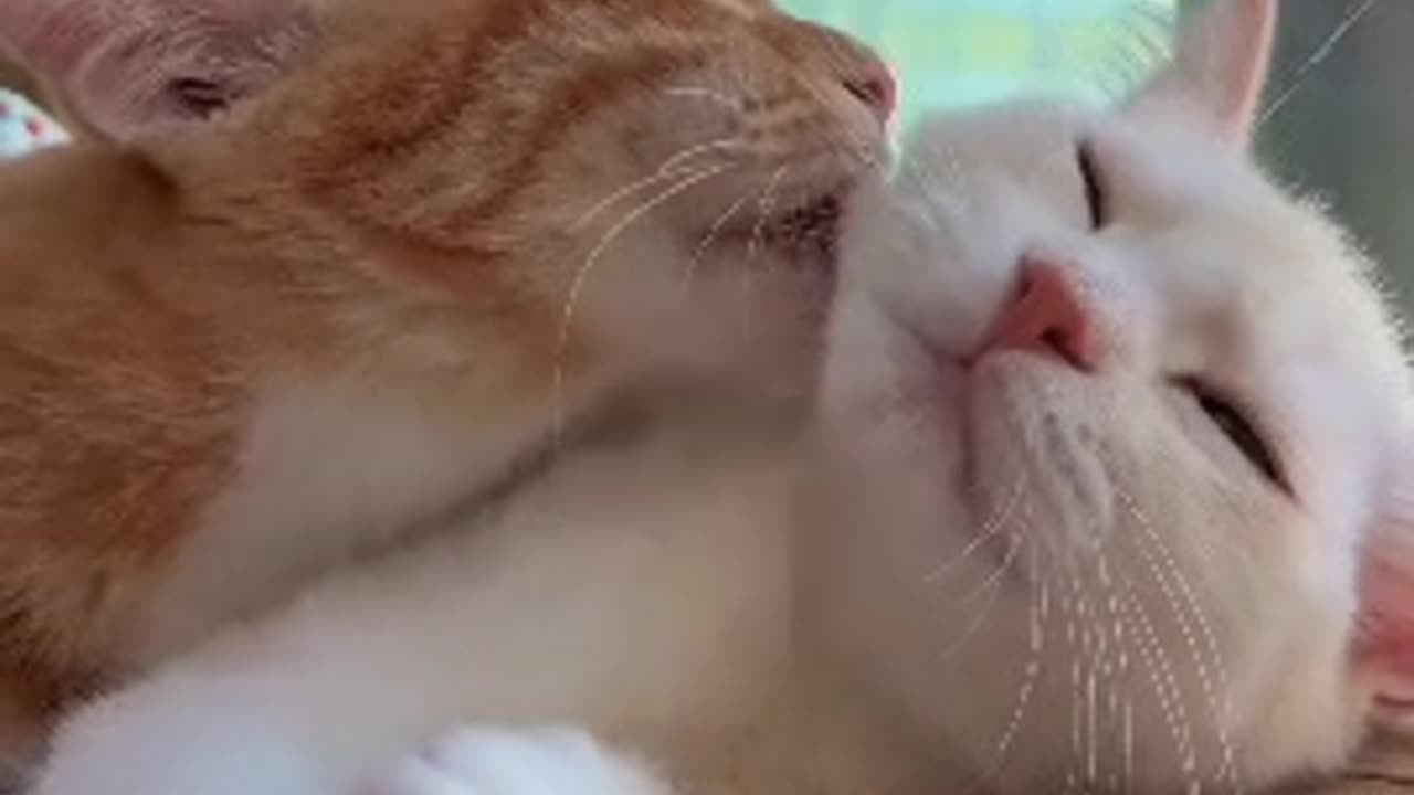 Animals video