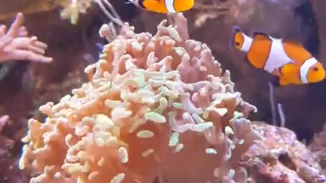 Amazing Firsh in Water #Shory Video
