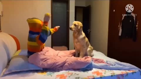 Funny chubby dog play