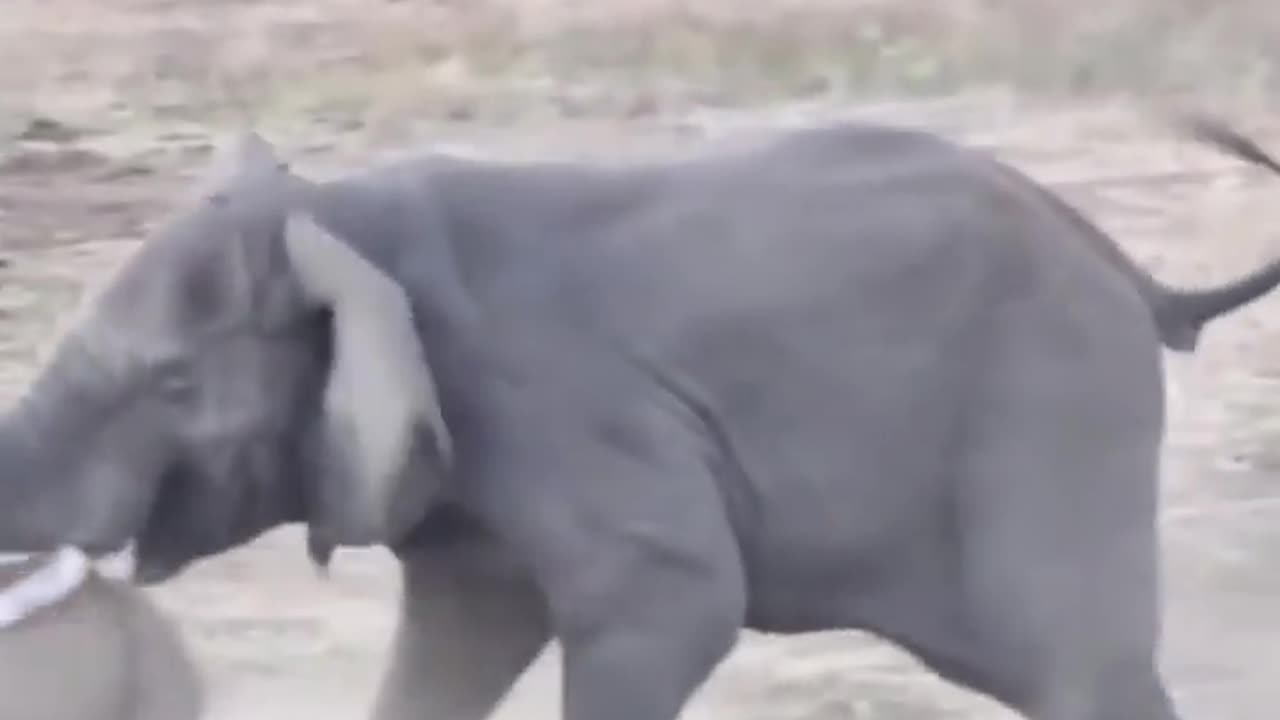 Wildlife