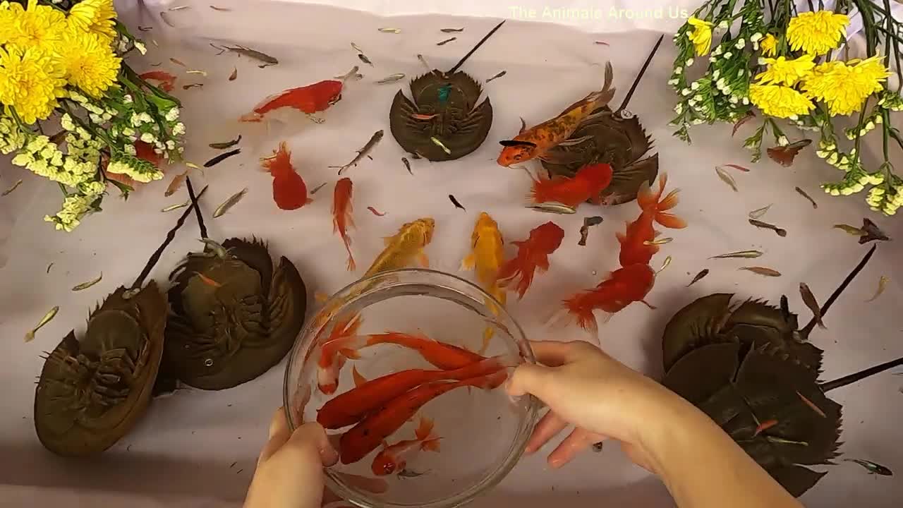 Goldfish Horseshoe Crab Guppy Guppies Catfish Betta Koi Carp Fish animals Videos