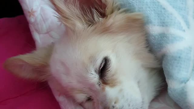 a cute sleeping puppy~ ♡