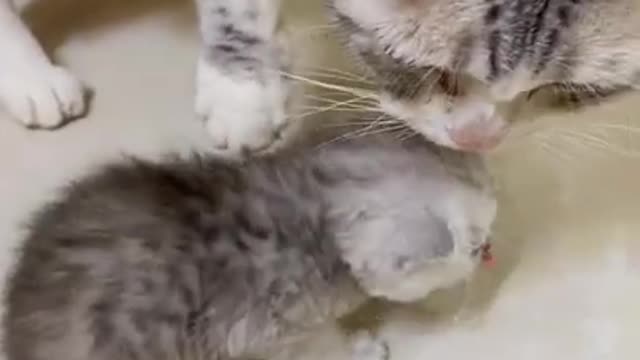 Mother and son cats making messes at the time of eating