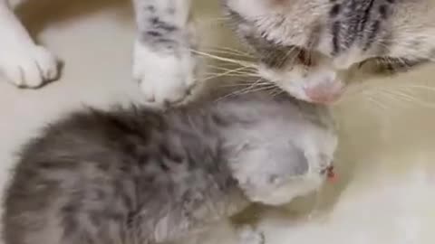 Mother and son cats making messes at the time of eating