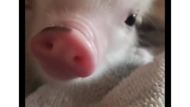The Pig ...o my good