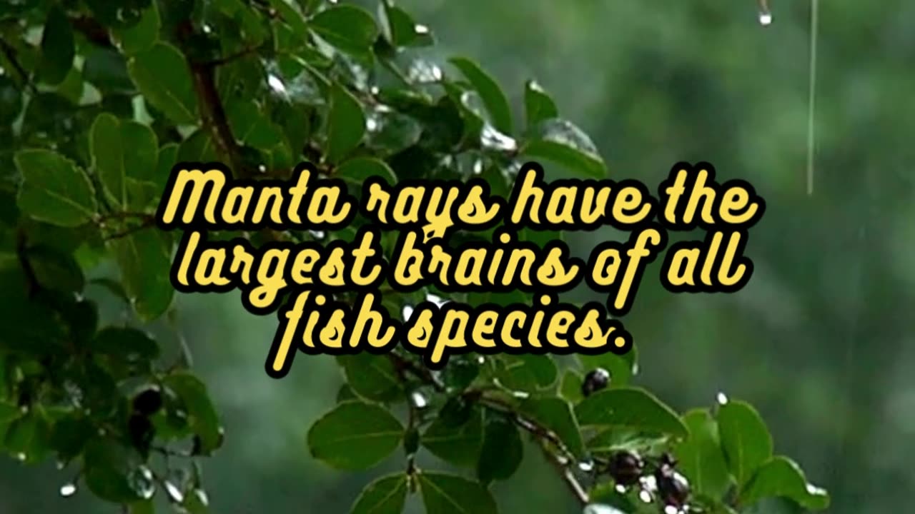 Animal Facts Manta Rays #shorts