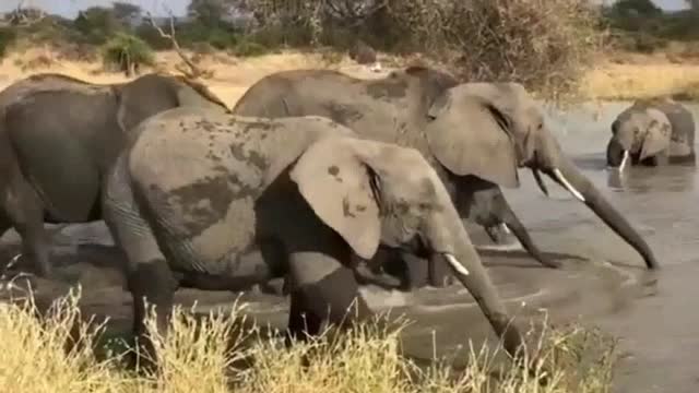 Group Elephants They go to the lake Drinking water