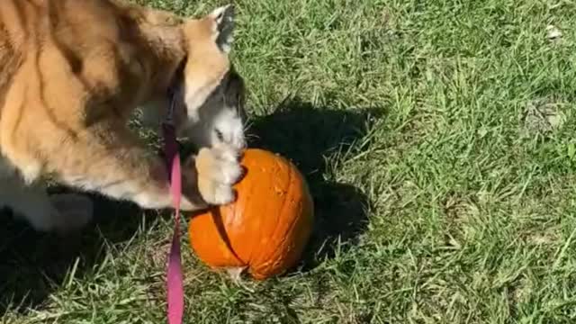 The tiger is playing with its toy pumpkin