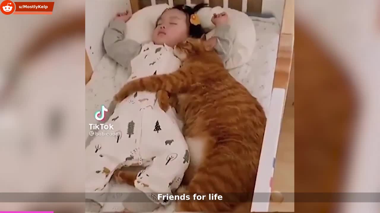 Animals being bros for ten minutes straight