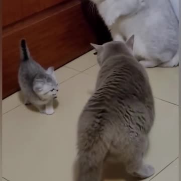 Angry Mother Cat #animal #fight #cats