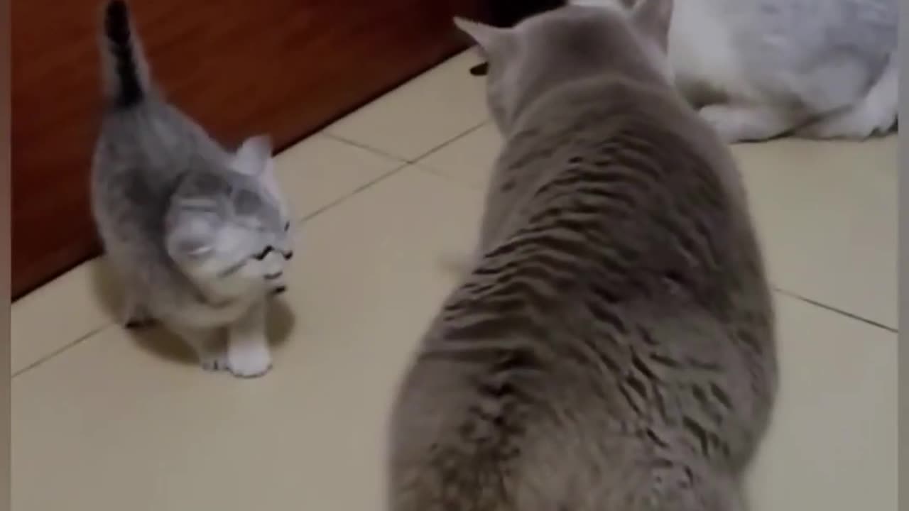 Angry Mother Cat #animal #fight #cats