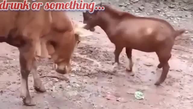 Goat fight cow